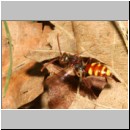 Nomada panzeri - Wespenbiene w02a 7mm - Sandgrube Niedringhaussee det.jpg